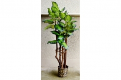 099 veštačko drveće